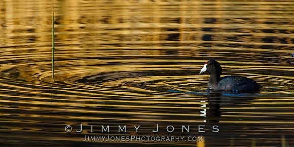 American Coot