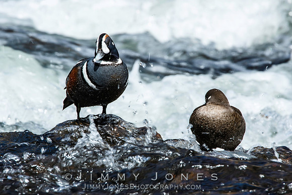 Harlequin Ducks
