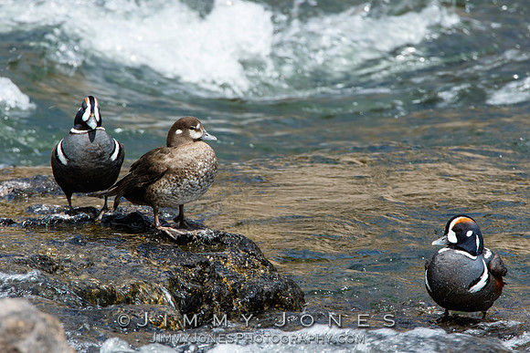 Harlequin Ducks