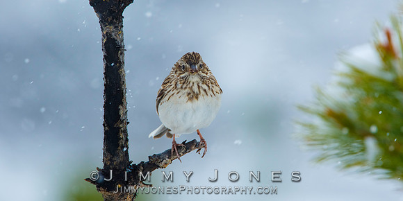 Sage Sparrow