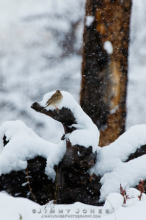 Sage Sparrow