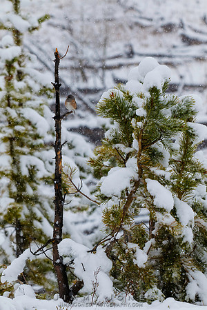 Dark -eyed Junco