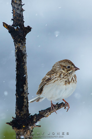 Sage Sparrow