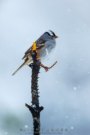 White-crowned Sparrow