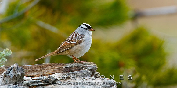 White-crowned Sparrow