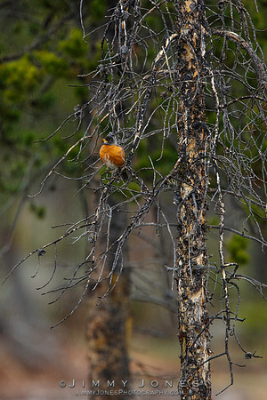 American Robin