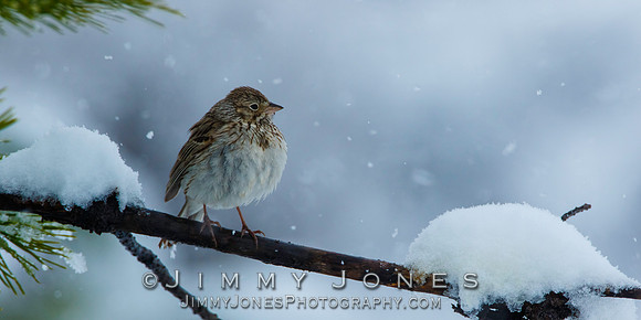 Sage Sparrow