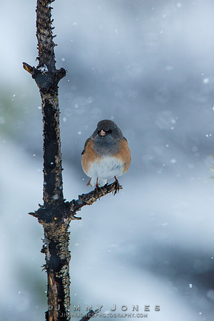 Dark -eyed Junco