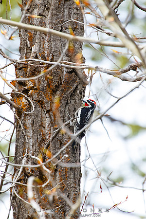 Red-naped Sapsucker