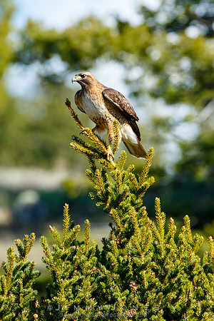 Red-Tailed Hawk