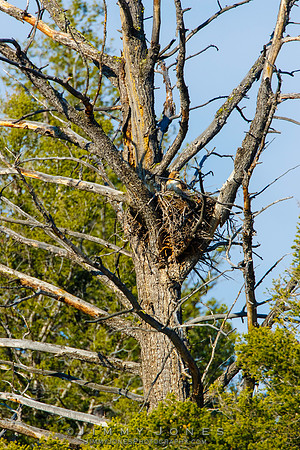 Red-Tailed Hawk ~ nest