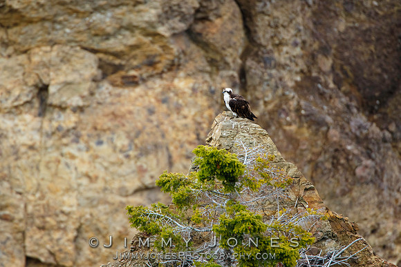 Osprey