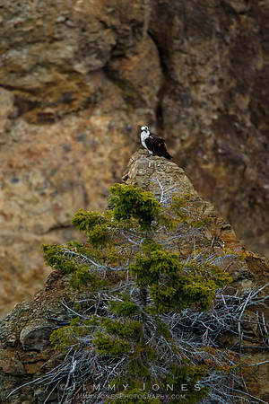 Osprey