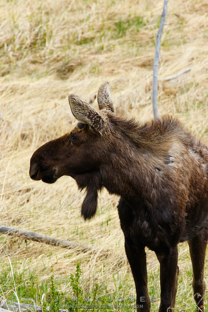 Moose