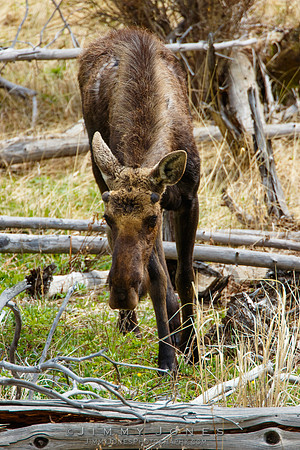 Moose