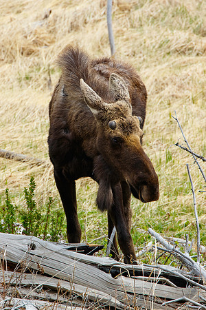 Moose