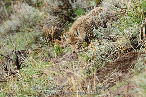 Coyote at Den