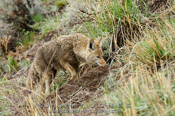 Coyote at Den