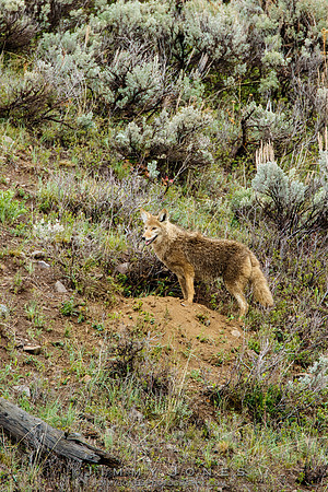 Coyote at Den