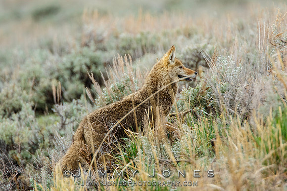 Coyote