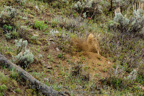 Coyote at Den