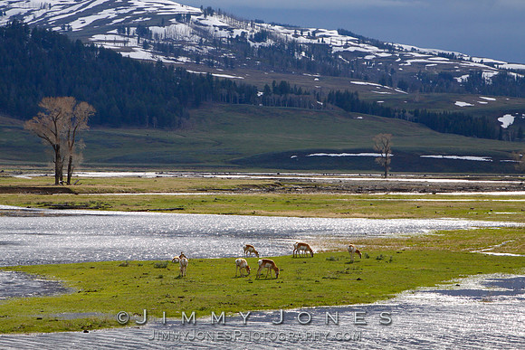 Pronghorn