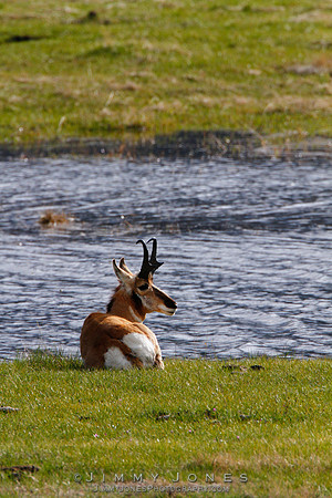 Pronghorn