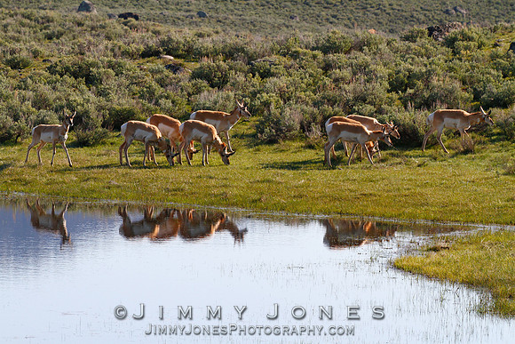 Pronghorn