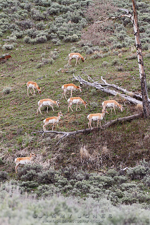 Pronghorn