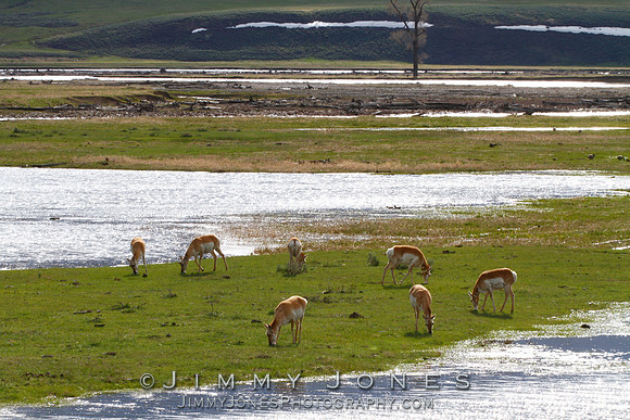 Pronghorn