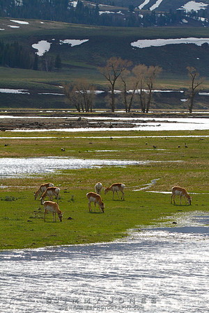 Pronghorn
