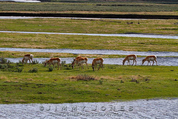 Pronghorn
