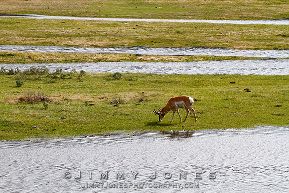 Pronghorn