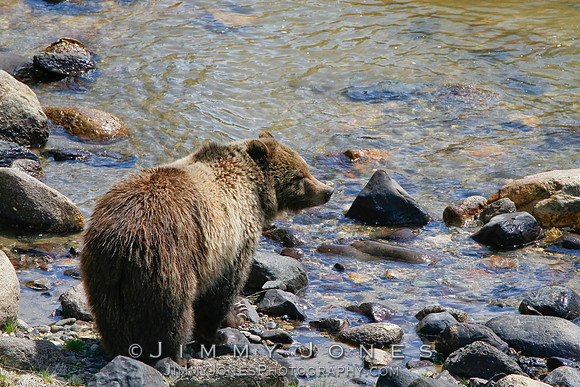 Grizzly Bear
