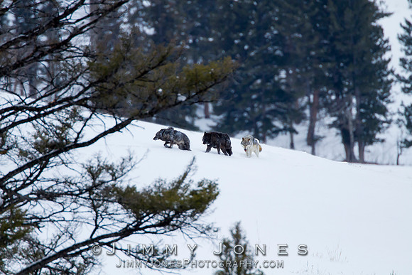 Junction Butte Alphas and Black Female