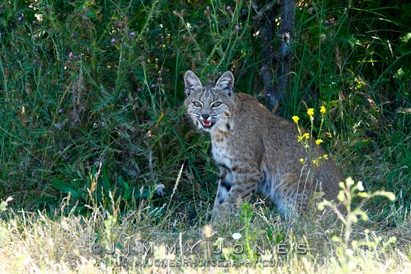 Bobcat