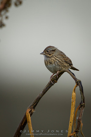 Lincoln"s Sparrow