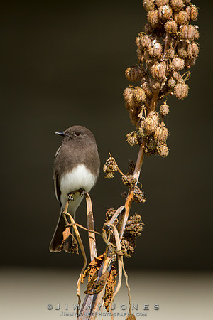 Black Phoebe