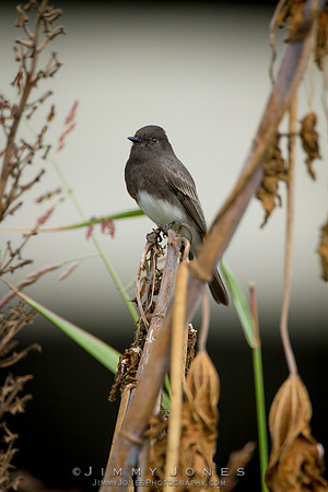 Black Phoebe