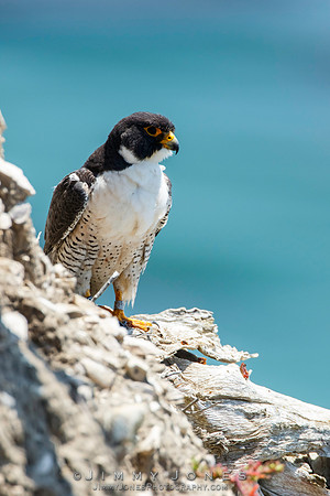 Peregrine Falcon