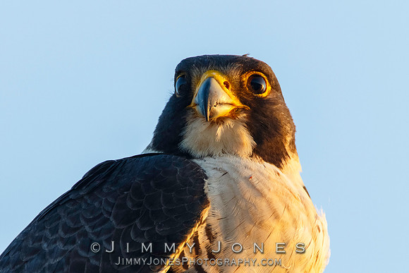 Peregrine Falcon
