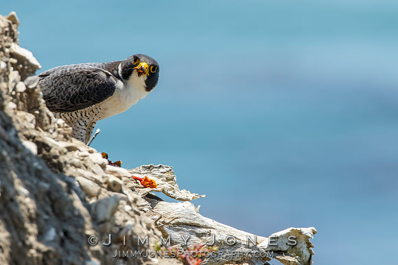 Peregrine Falcon