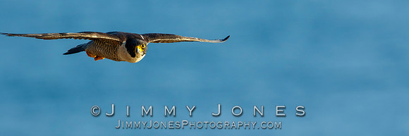 Peregrine Falcon