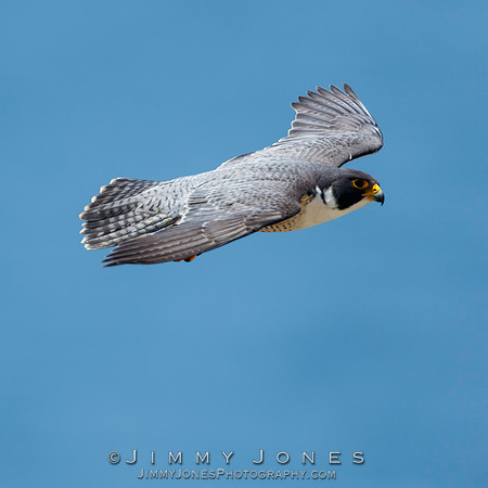 Peregrine Falcon