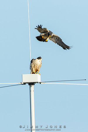 Peregrine Falcons