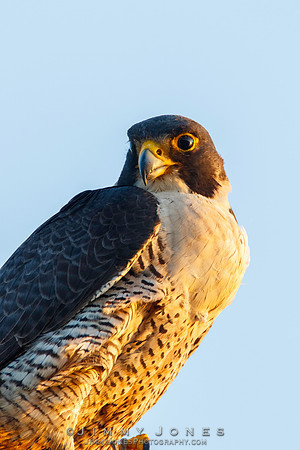 Peregrine Falcon