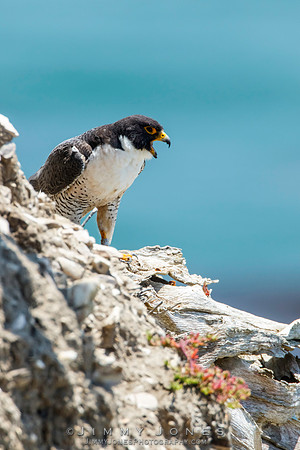 Peregrine Falcon