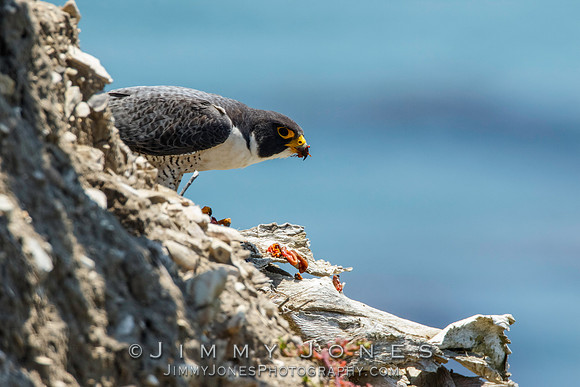 Peregrine Falcon