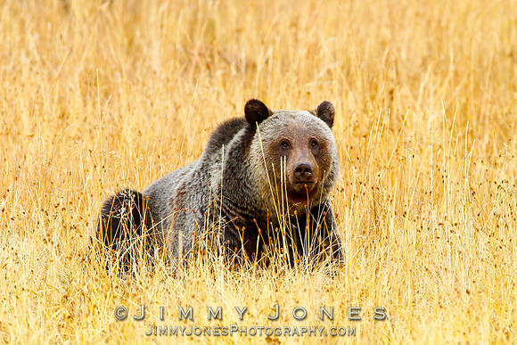 Grizzly Bear Boar