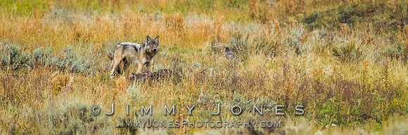 Junction Butte Pack Yearling